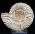 Inch Perisphinctes Ammonite - Jurassic #1951-1
